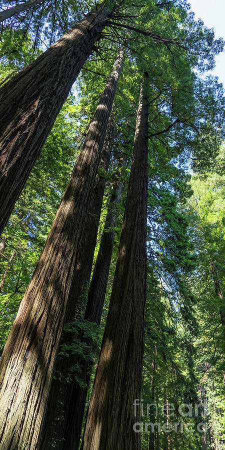 Avenue of The Giants Redwood Trees California DSC5466 panorama Photograph by Wingsdomain Art and Photography