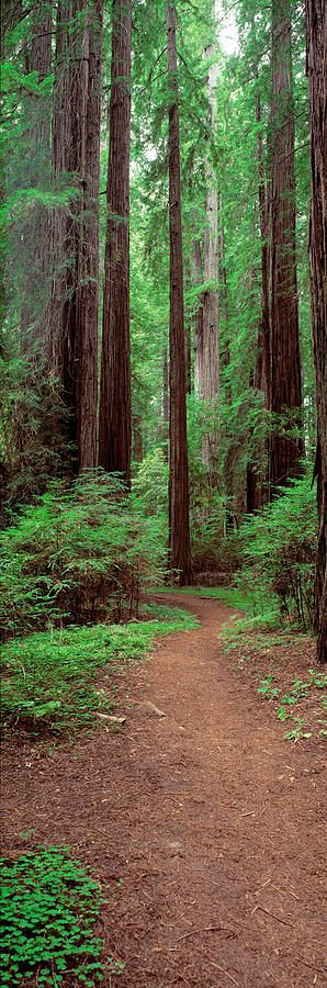 Avenue Of The Giants Rockefeller Grove Photograph by Panoramic Images