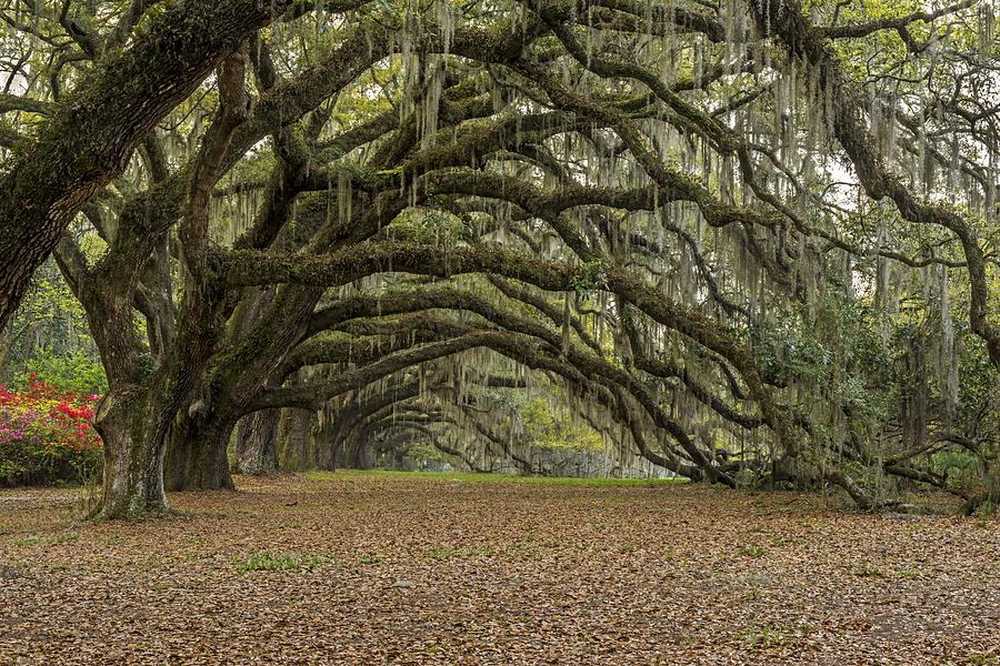 Avenue Of The Oaks  Charleston SC Photograph by Willie Harper