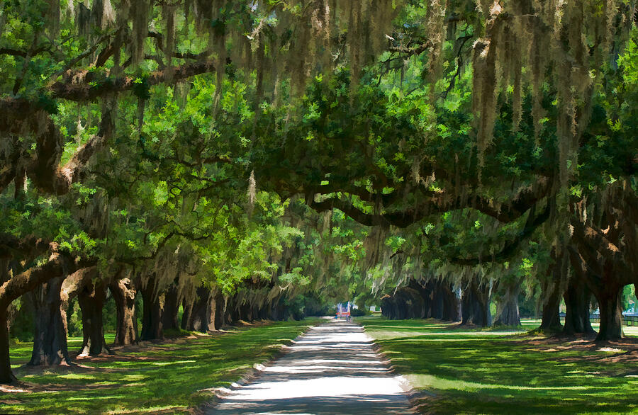 Avenue of the Oaks at Boonville Plantation Photograph by Ginger Wakem