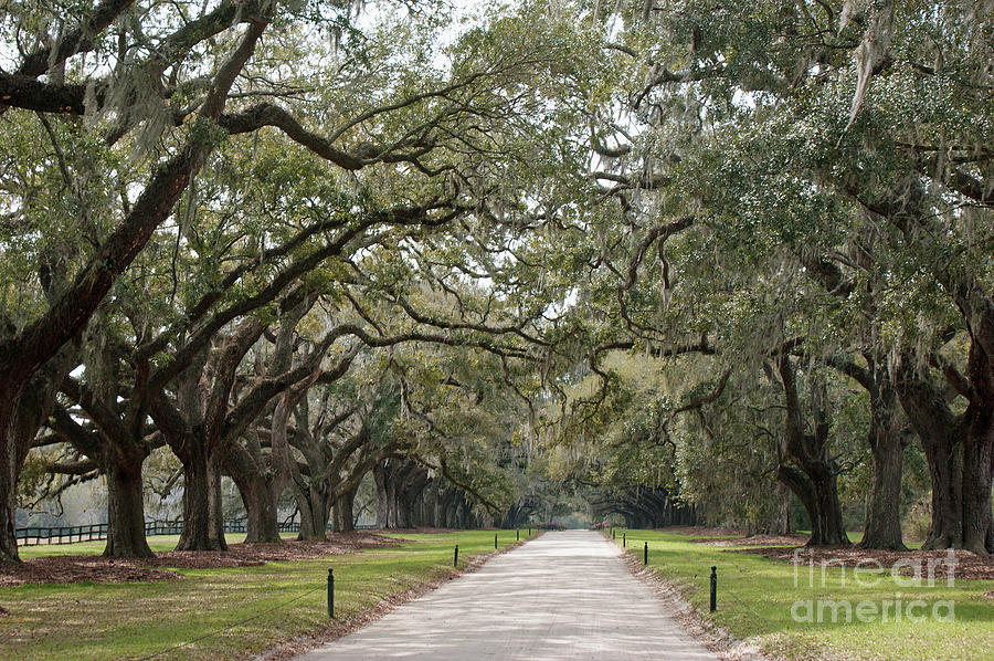 Spanish Moss Photograph - Avenue of the Oaks by Roger Potts