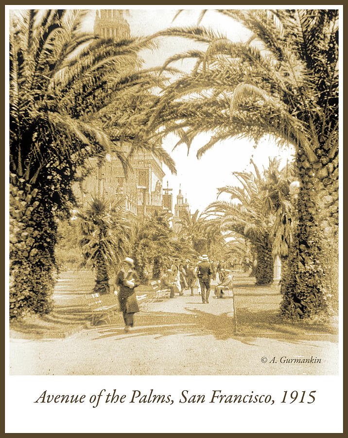 Avenue of the Palms San Francisco, California, c. 1915, Vintage  Photograph by A Macarthur Gurmankin