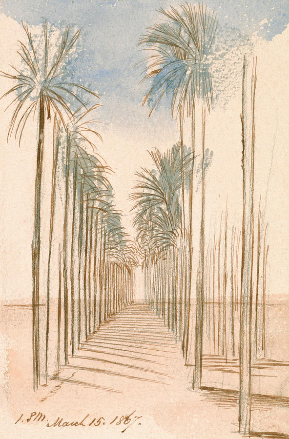 Avenue of Trees Drawing by Edward Lear