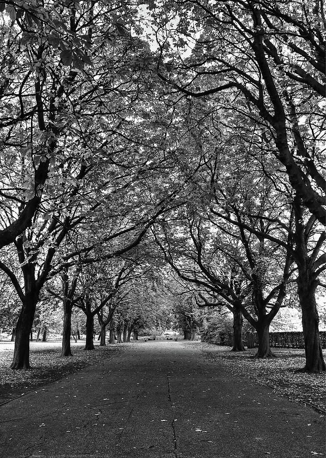 Avenue Of Trees Monochrome Photograph by Jeff Townsend