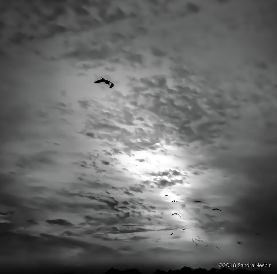 Avian-BW-Toward the Horizon Photograph by Sandra Nesbit