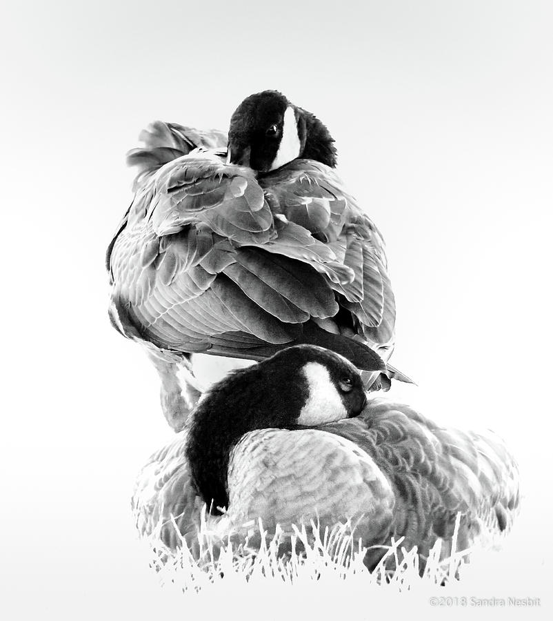 Avian-BW-Two Geese at Rest Photograph by Sandra Nesbit
