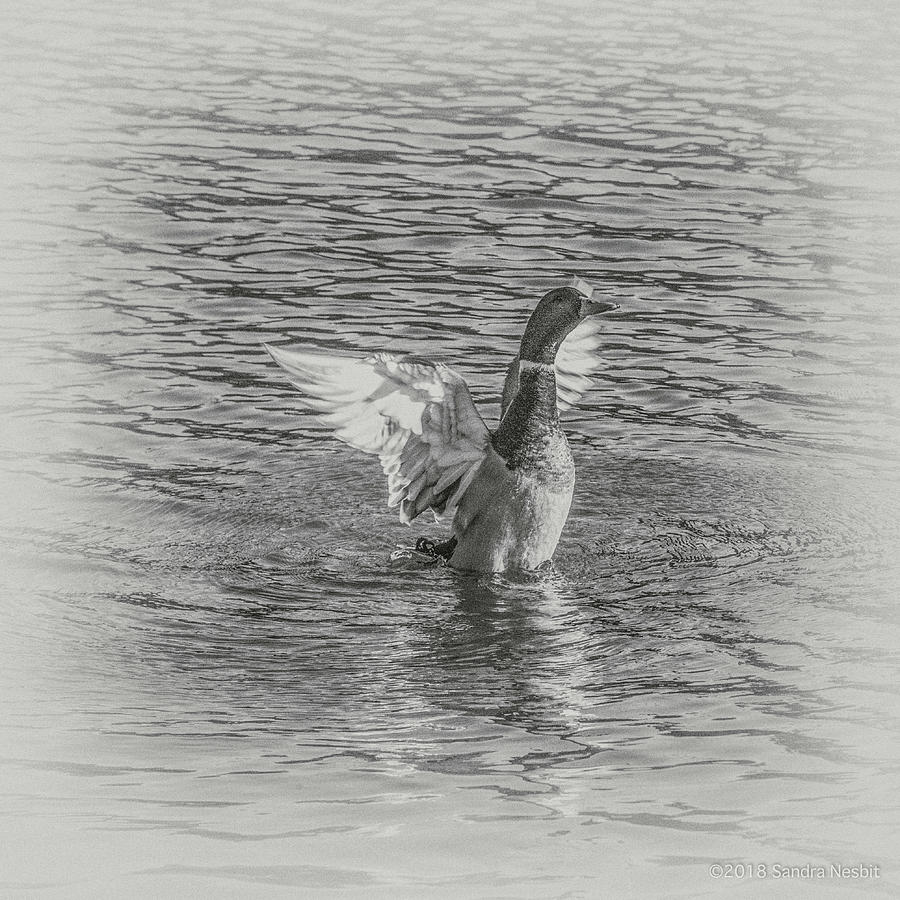Avian-BW-Water Bird Landing Photograph by Sandra Nesbit