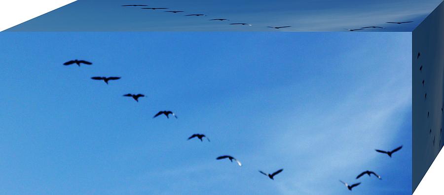Geese Photograph - Avian Formation by Dawna Raven Sky