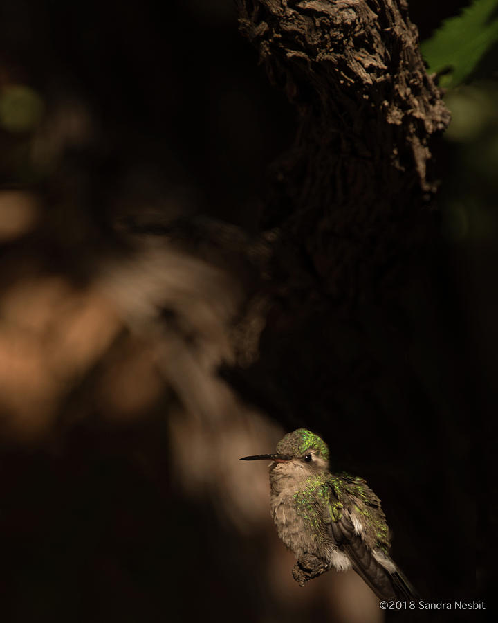 Avian-Hummingbird 1 Photograph by Sandra Nesbit