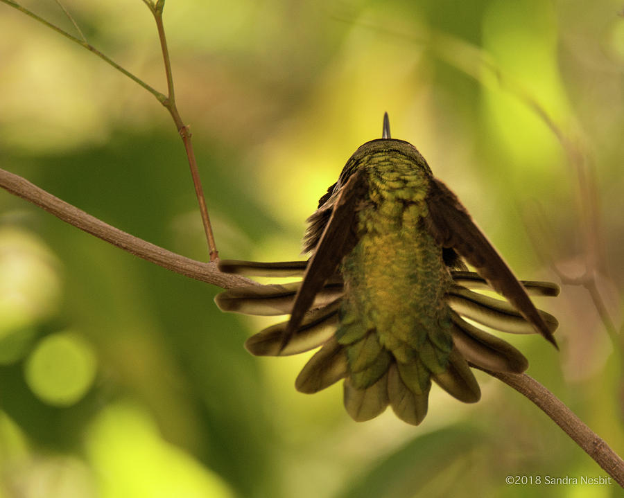 Avian-Hummingbird 3 Photograph by Sandra Nesbit