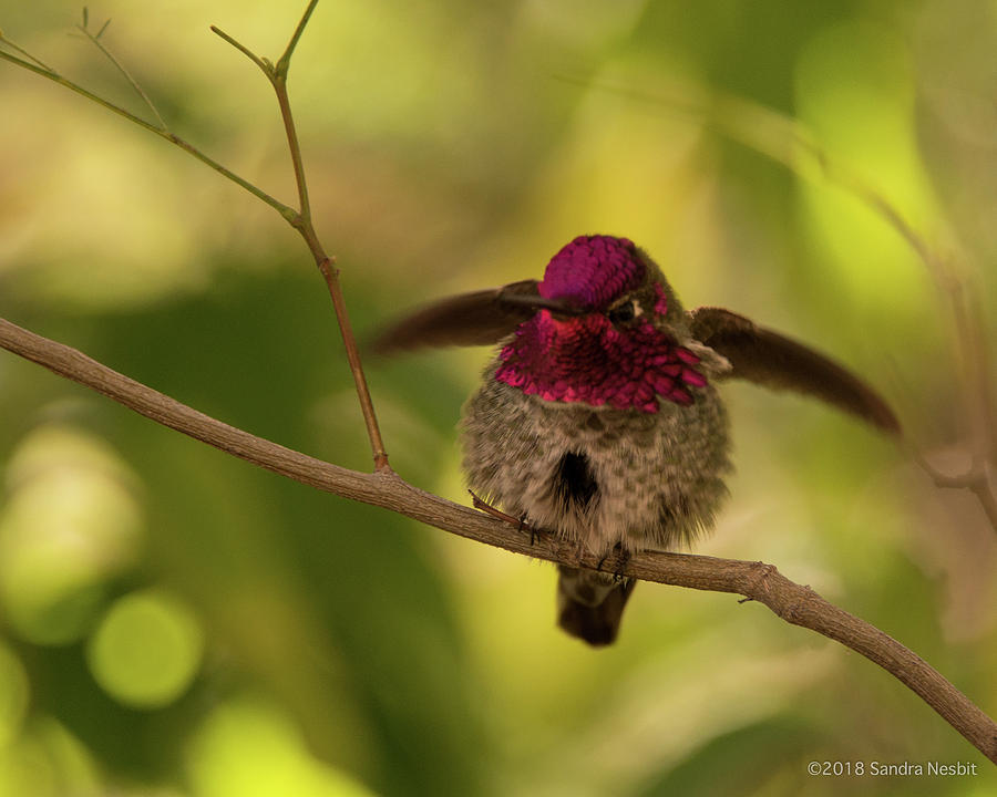 Avian-Hummingbird 4 Photograph by Sandra Nesbit