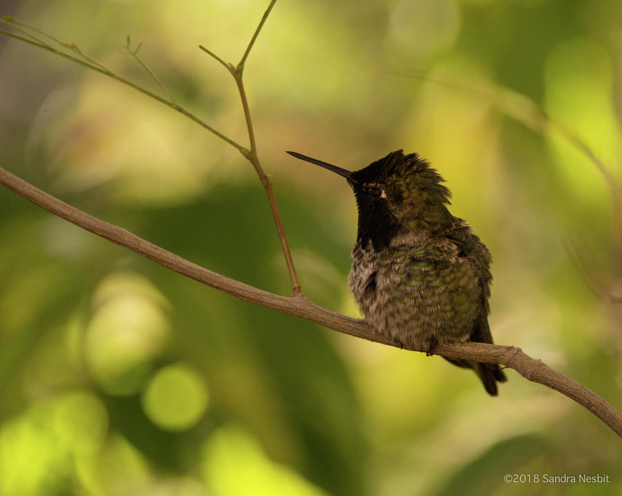 Avian-Hummingbird 5 Photograph by Sandra Nesbit