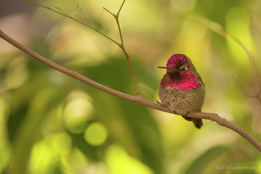 Avian-Hummingbird 6 Photograph by Sandra Nesbit