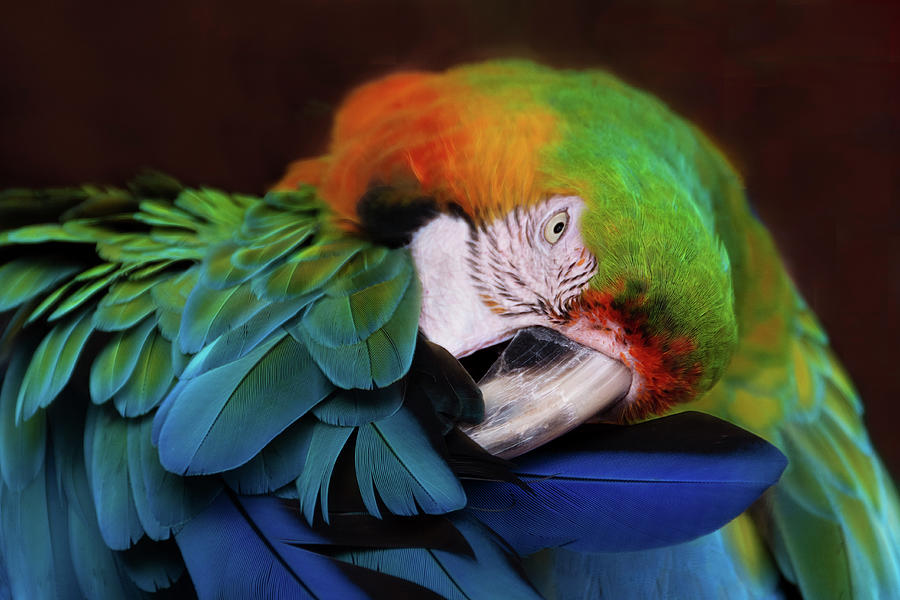 Avian Rainbow - Preening Macaw Photograph by Mitch Spence