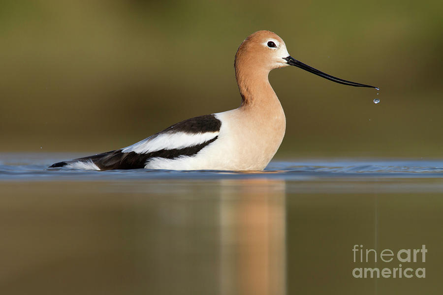 Avocet cooling off Photograph by Bryan Keil