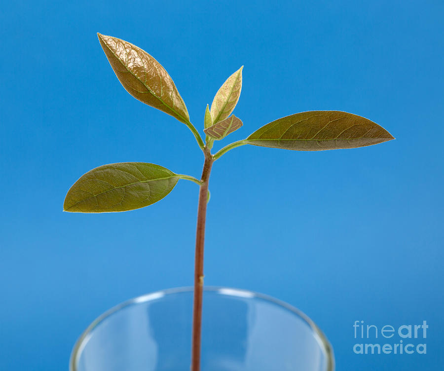 Avocado Seedling Photograph by Ted Kinsman
