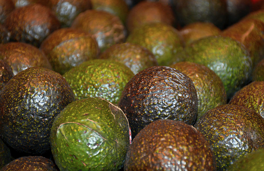 Avocados Photograph by Robert Meyers-Lussier