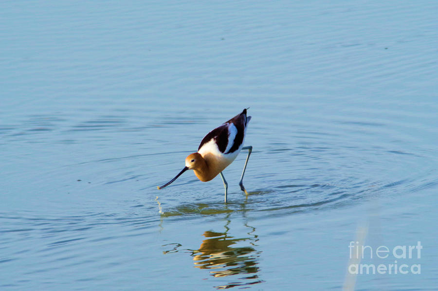 Avocet in the shallows Photograph by Jeff Swan