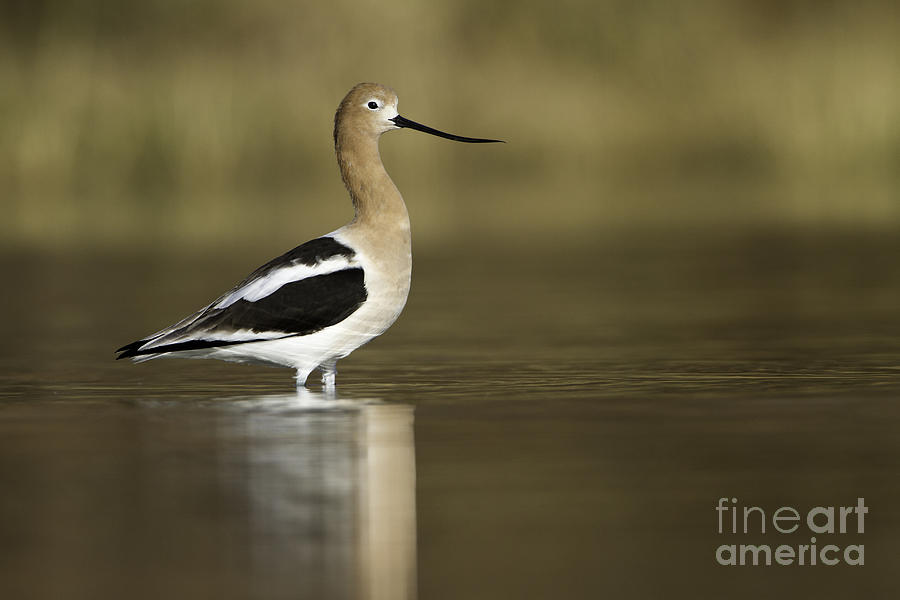 Avocet looking pretty Photograph by Bryan Keil