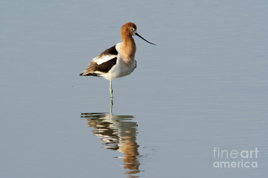 Avocet on one leg Photograph by Jeff Swan