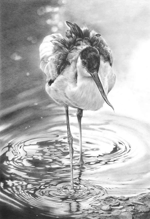 Avocet Drawing by Peter Williams
