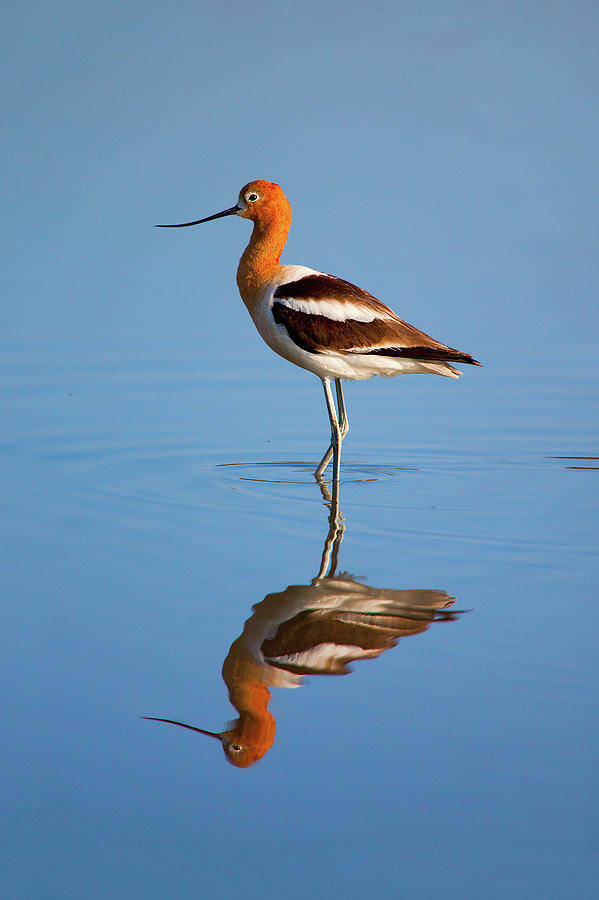 Avocet Reflection Photograph by Brian Knott Photography - Pixels