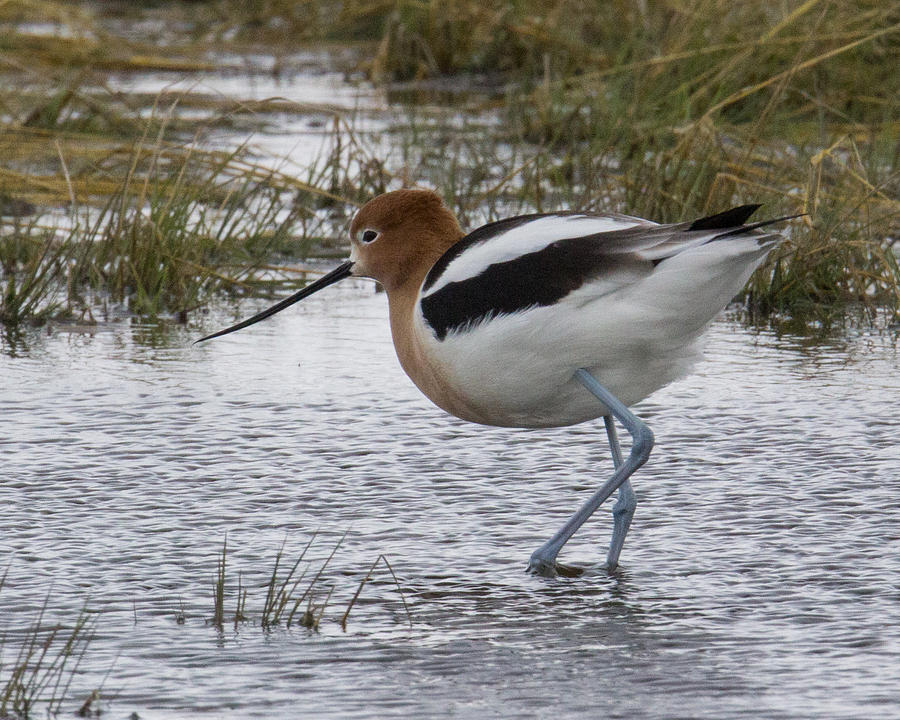 Avocet Photograph by Rhonda Robinson - Fine Art America