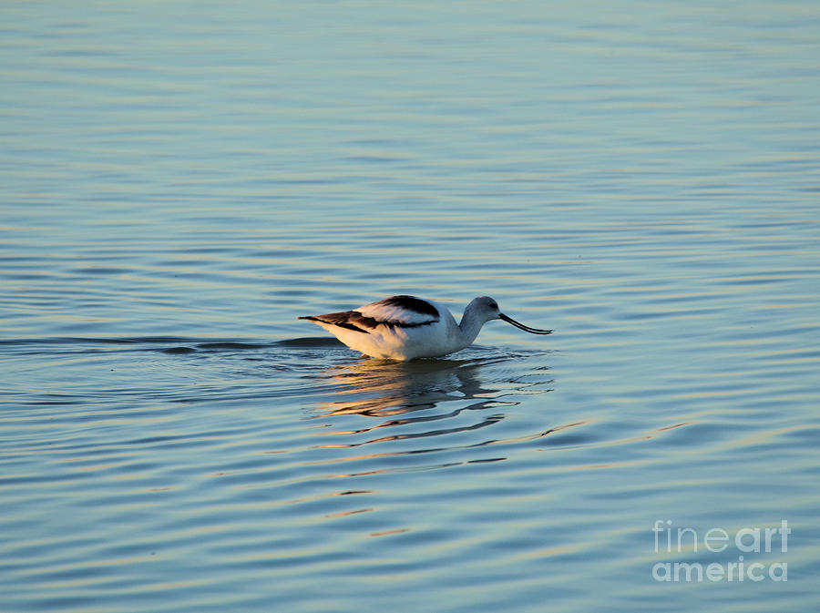 Avocet wading in the shallows Photograph by Jeff Swan