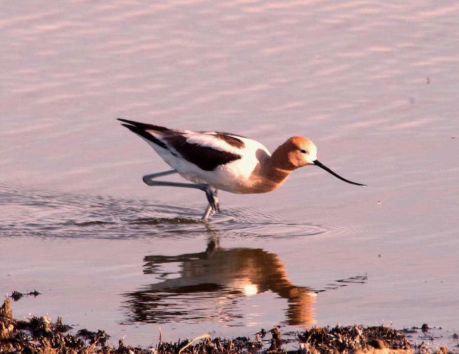 Avocet wading shoreside Photograph by Jeff Swan