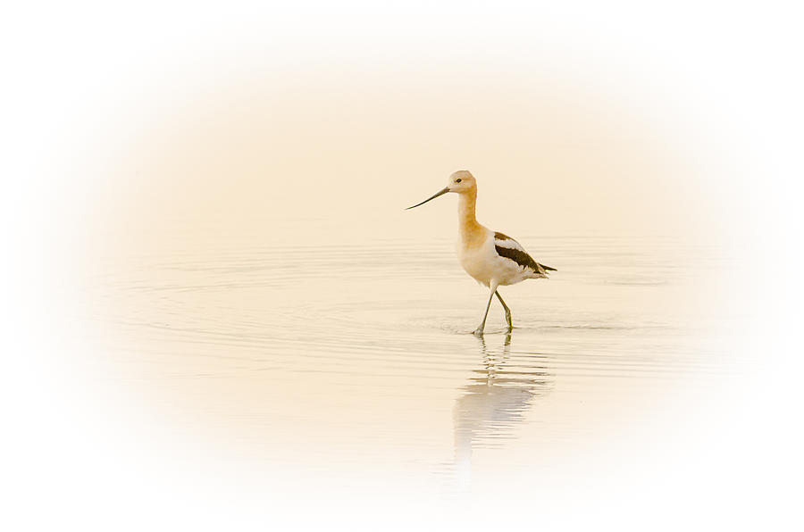 Avocet Walk Photograph by Yeates Photography