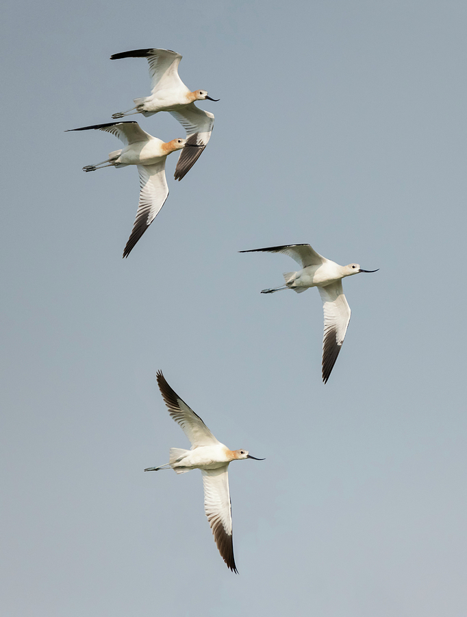Avocets in Flight Photograph by Loree Johnson