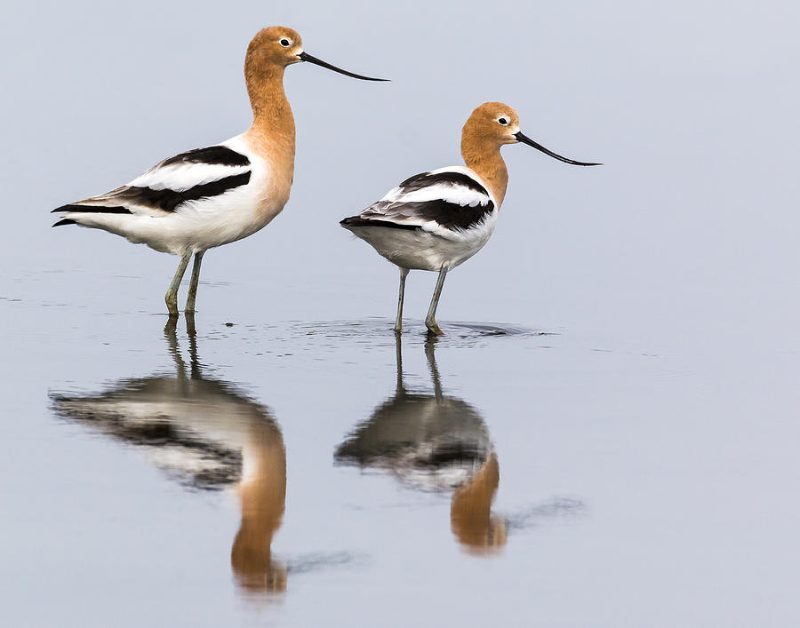 Avocets Photograph by Jim Miller