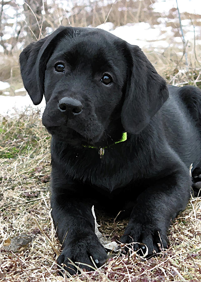 all about black labs