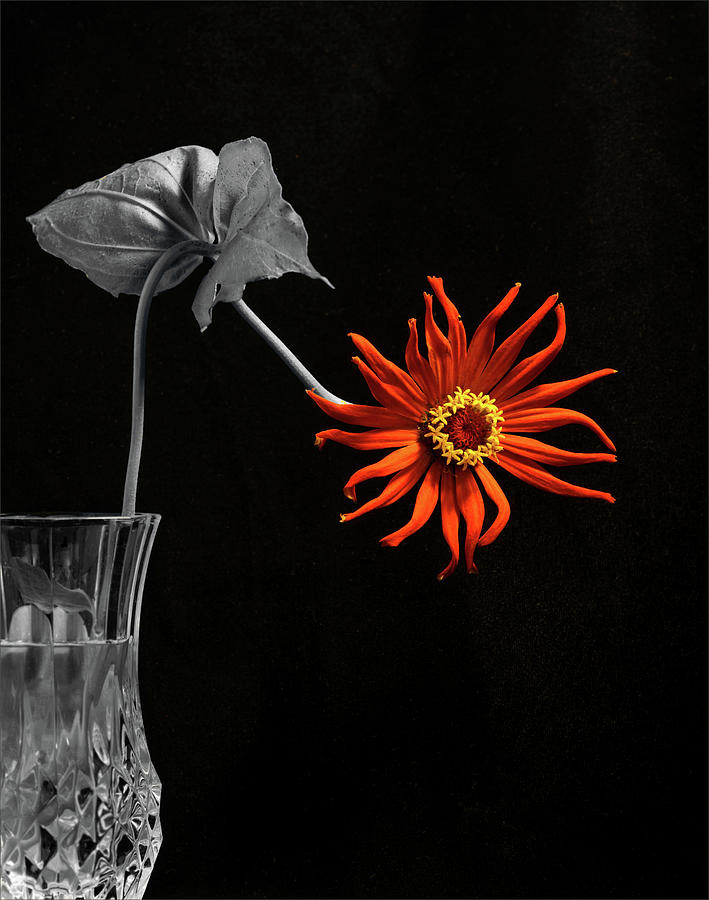 Orange Flower Photograph - Awaken by Don Spenner
