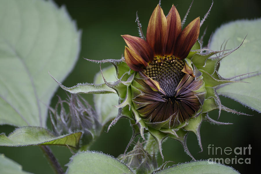 Sunflower Photograph - Awaken by Randy Bodkins