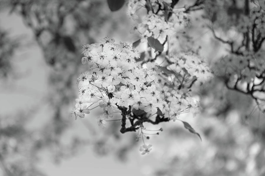 Awakening and Hope BW Photograph by Tran Boelsterli - Fine Art America