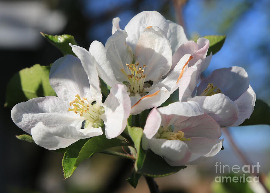Awakening Apple Blossoms Photograph by Carol Groenen