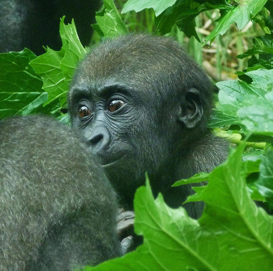 Awakening Baby Western Lowland Gorilla Photograph by Margaret Saheed
