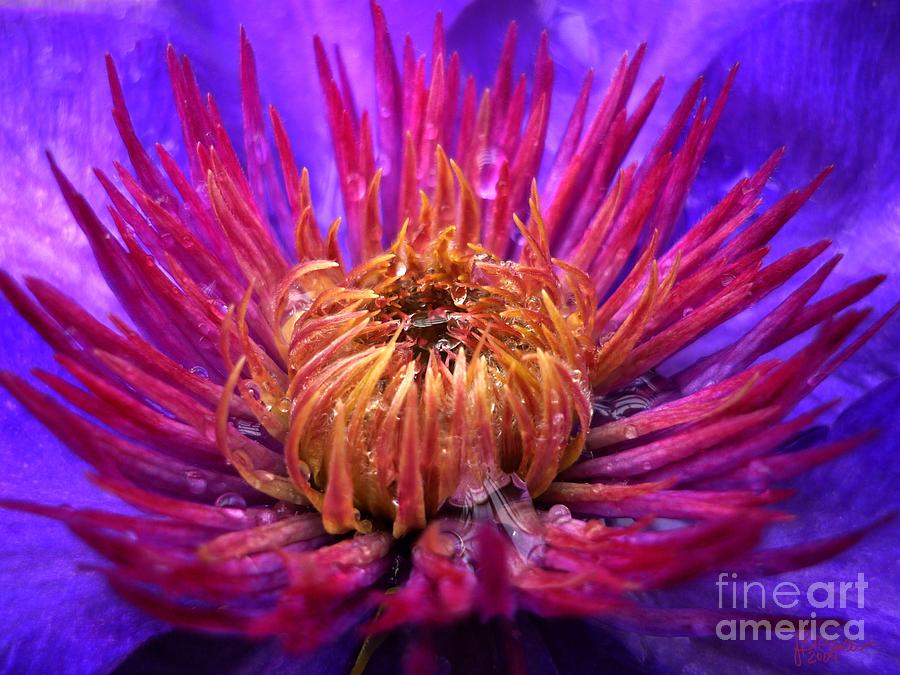 Flower Photograph - Awakening by Jeff Breiman