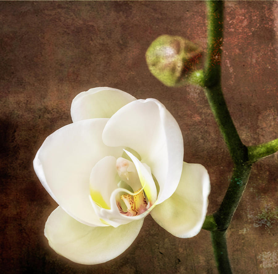 Awakening Orchid Photograph by Cynthia Wolfe