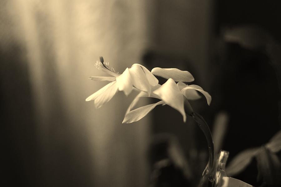 Christmas Cactus Flower Photograph by Stacie Siemsen