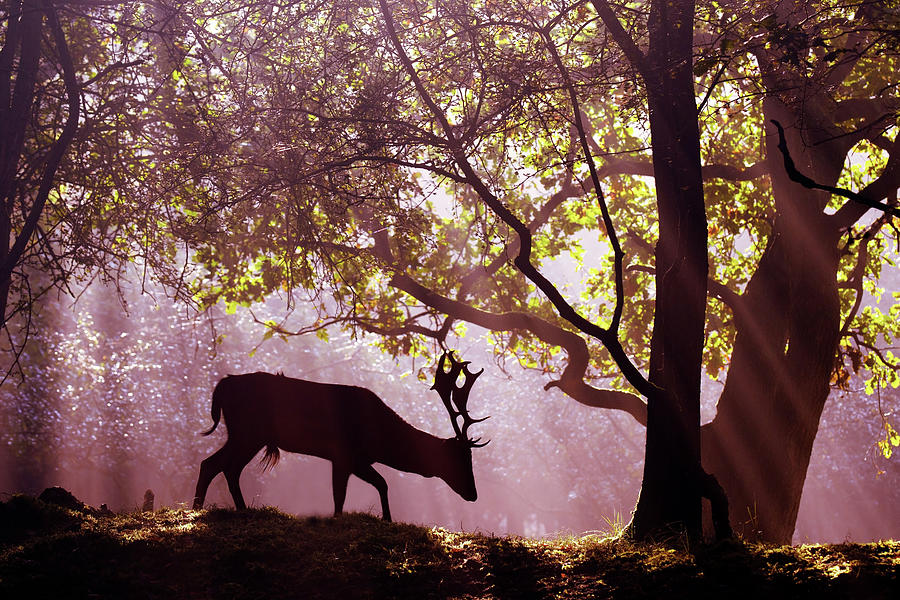 Deer Photograph - Awakenings -Fallow Deer by Roeselien Raimond