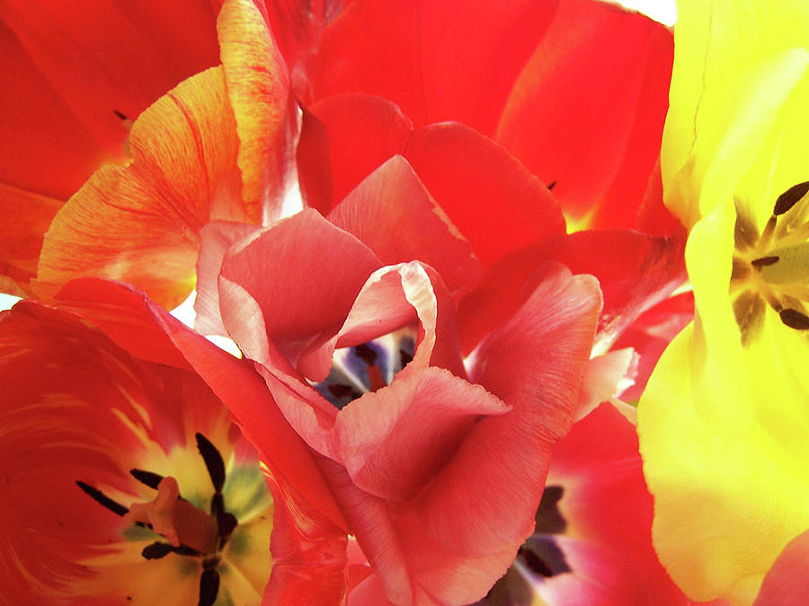 Tulip Photograph - Awakenings by Laurel  Ransom
