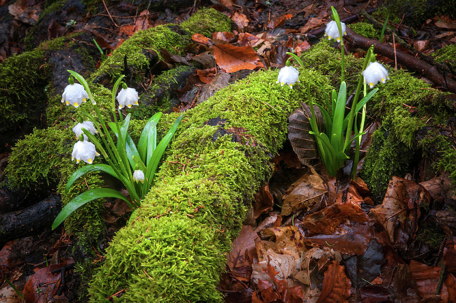 Awaking Nature. Snowdrops Flowers Photograph by Jenny Rainbow