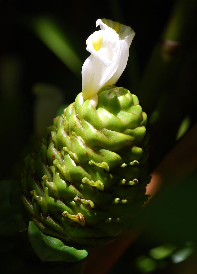 Awapuhi plant Photograph by Debbie Karnes