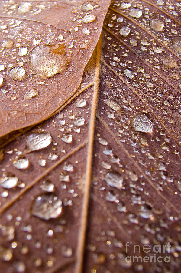Tree Photograph - Awareness by Marian Kraus Tree Photograph - Awareness by Marian Kraus