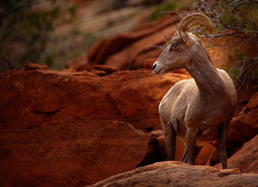 Zion National Park Photograph - Awareness by Tim Bryan