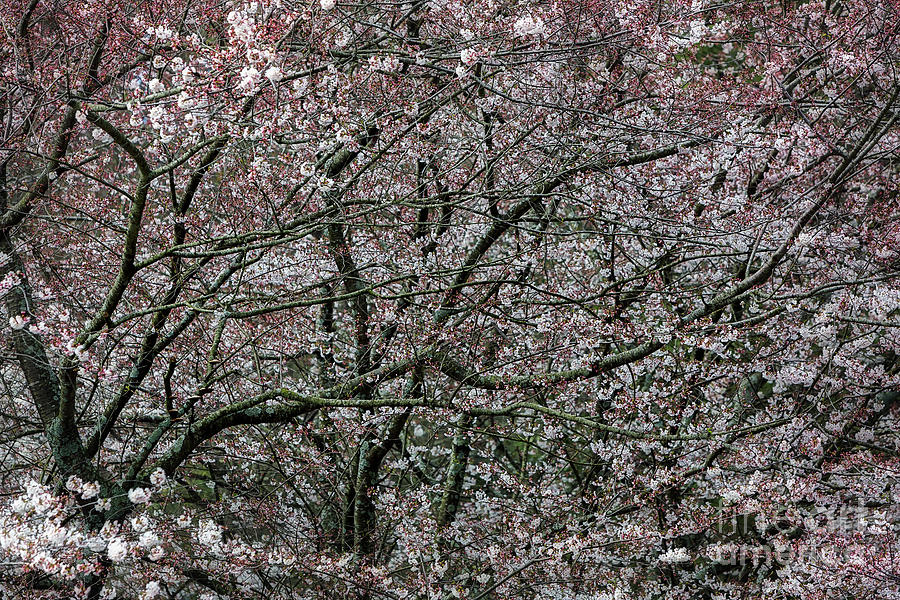 Awash in Cherry Blossoms Photograph by Doug Sturgess