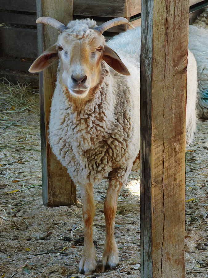 Awassi Sheep Photograph by Steve Taylor