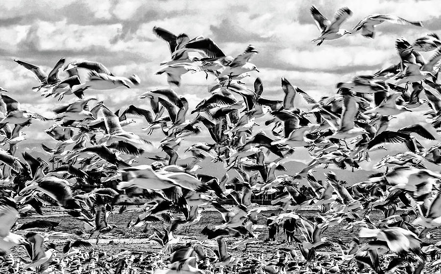 Away All Birds Photograph by Joseph Hollingsworth